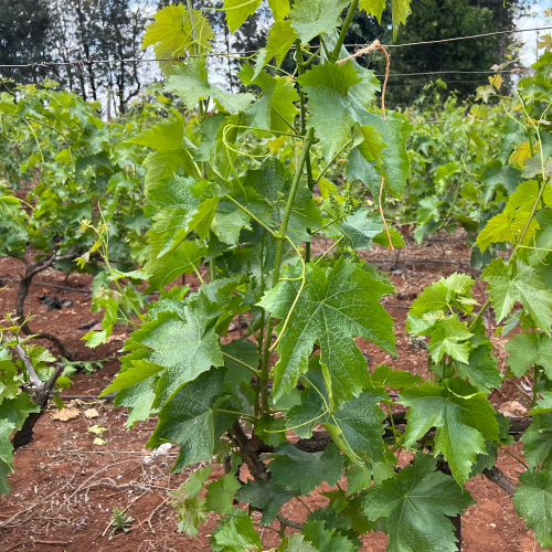 Grapes at Kizuri Farm