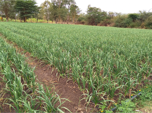 Tonnes of Garlic at Saumu Farms