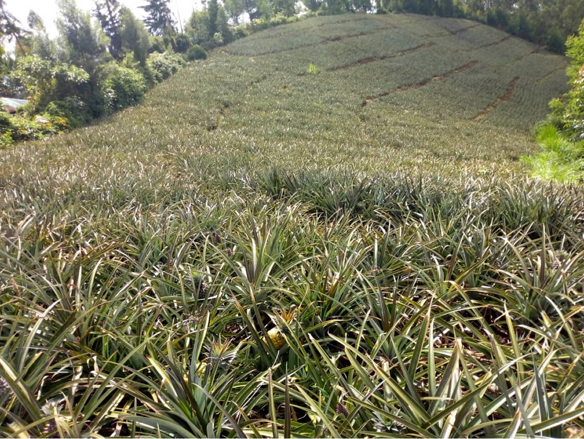 Kitamu Farm Pineapples
